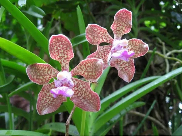 Vanda_Tessellata